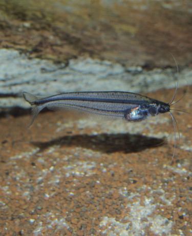 051_parailia_pellucida.jpg
