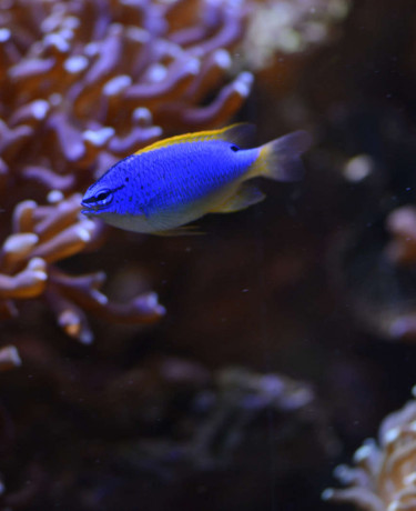 056_-_chrysiptera_taupou.jpg