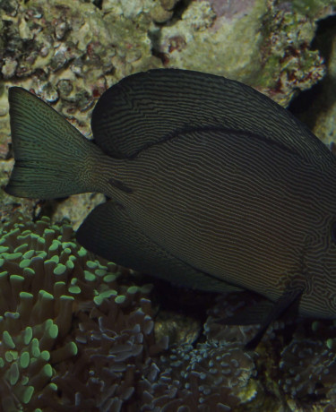 057_ctenochaetus_hawaiiensis_adulte.jpg