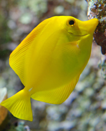 058_-_zebrasoma_flavescens.jpg