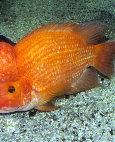 06_amphilophus_citrinellus.jpg