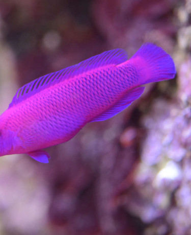 06_pseudochromis_fridmani.jpg