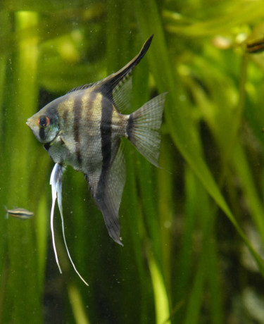 06_pterophyllum_scalare.jpg