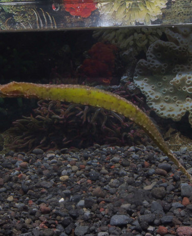 06_syngnatoides_biaculeatus.jpg