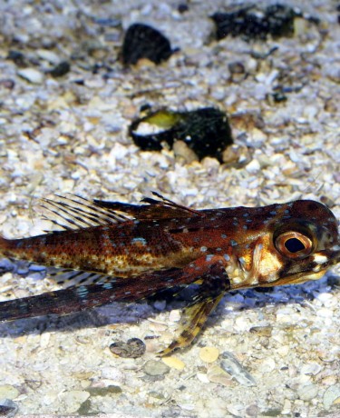 07_dactylopterus_volitans.jpg