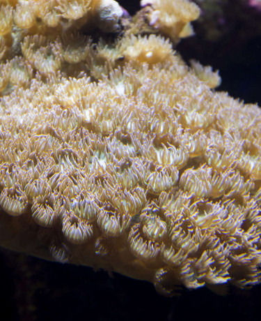 07_turbinaria_peltata.jpg