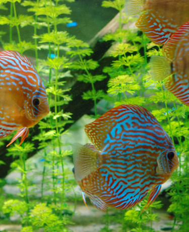 Discus