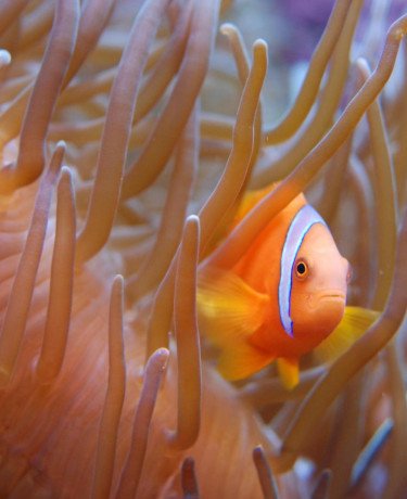 Poisson-clown dans son anémone