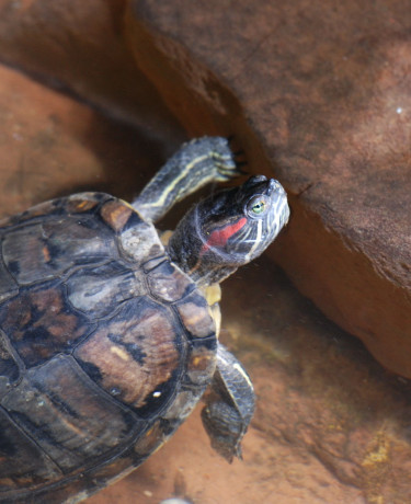 trachemys_scripta.jpg