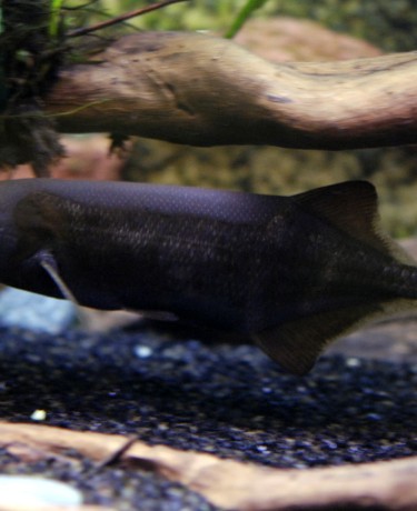 Poisson-éléphant