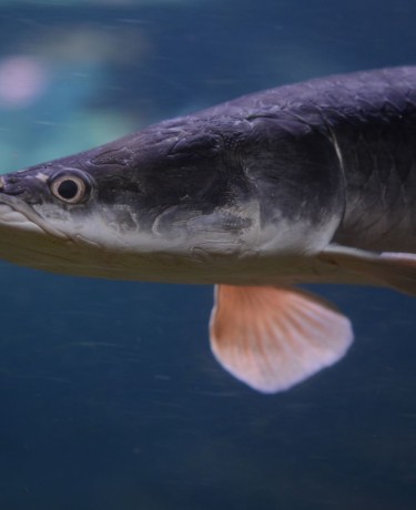 arapaima_gigas.jpg