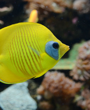 Poisson-papillon jaune