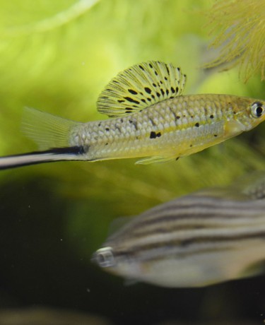 xiphophorus_montezumae.jpg