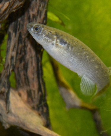 kryptolebias_marmoratus-2.jpg