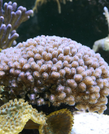 pocillopora_damicornis.jpg