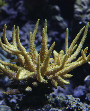 a1-acropora_granulosa.jpg