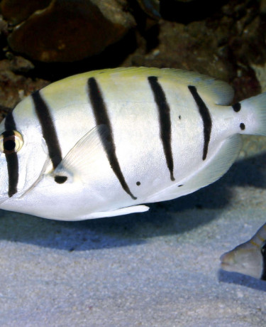 Acanthrus triostegus