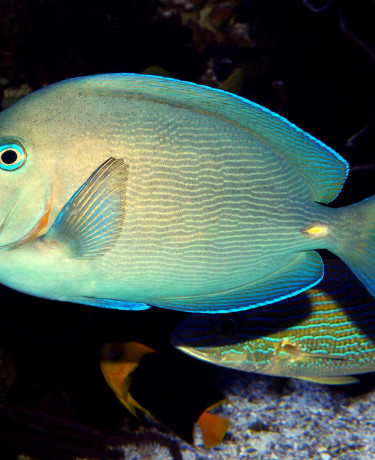 Acanthurus caeruleus adulte © Fréderic Fasquel