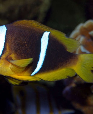 amphiprion_bicinctus_femelle_adulte_maao_photo_ff_.jpg
