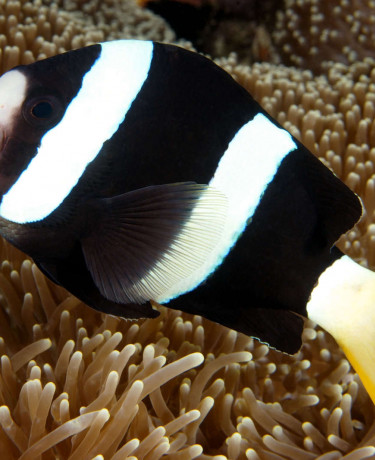 061_amphiprion_clarkii.jpg