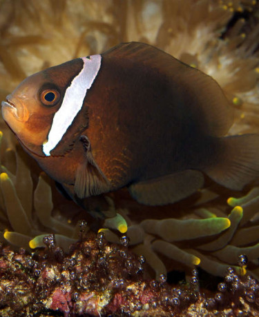 amphiprion_melanopus_femelle_adulte_maao_photo_ff_.jpg