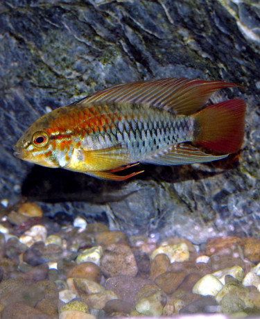 apistogramma_macmasteri_male_adulte_maao_2019_photo_ff_908.jpg