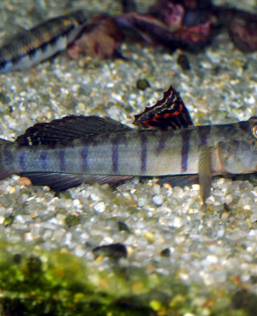 awaou_flavus_male_maao_sept_2018_1537.jpg