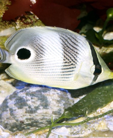 chaetodon_capistratus_maao_fevrier_2019_photo_ff_002.jpg