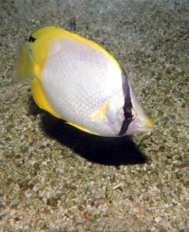 chaetodon_ocellatus_maao_photo_ff_1929.jpg
