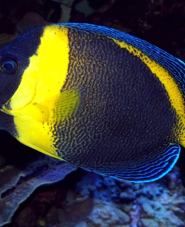 Chaetodontoplus duboulayi femelle adulte © Fréderic Fasquel