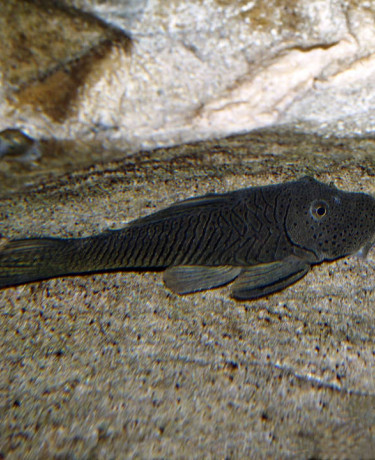 chaetostoma_thomsoni_maao_photo_ff_.jpg