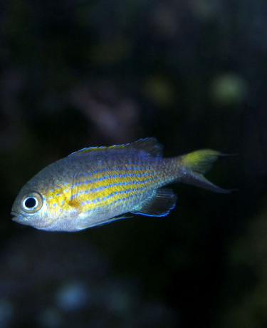 chromis_vanderbiltii_maao_photo_ff.jpg