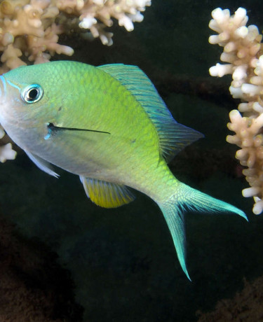 Chromis viridis adulte © Fréderic Fasquel