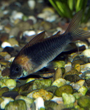 corydoras_eques_maao_sept_2018_1488.jpg