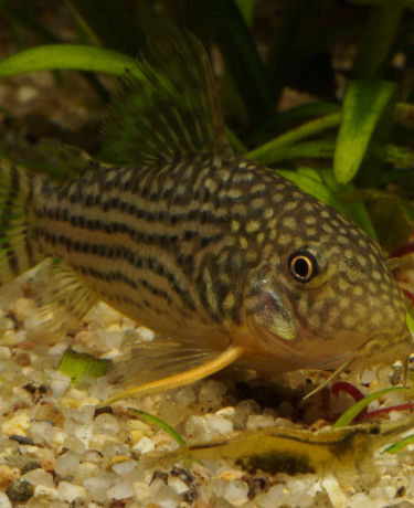 corydoras_sterbai_photo_ff.jpg