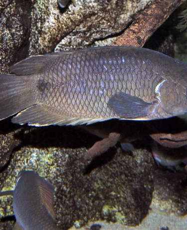 ctenopoma_kingsleyae_adulte_maao_photo_ff_.jpg