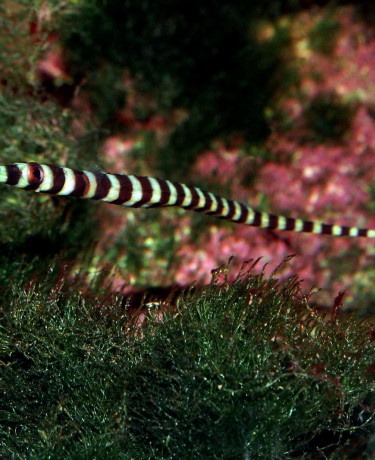 Dunckerocampus dactyliophorus sub adulte © Fréderic Fasquel
