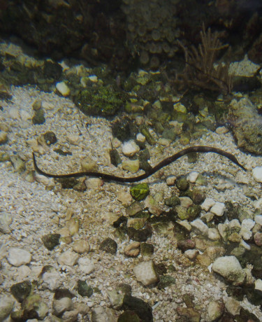 e0_trachyrhamphus_longirostris_photo_ff.jpg