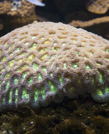 favia_sp.jpg