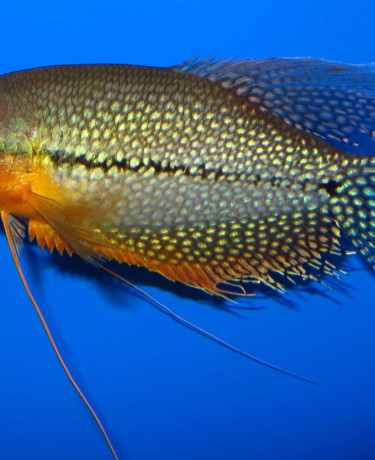 g8_Trichopodus_leerii_male_12cm_photo_ff.jpg