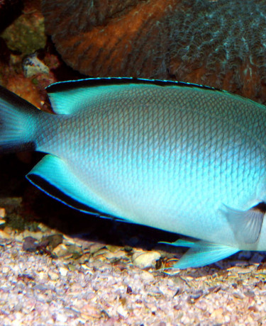 Genicanthus watanabei femelle adulte © Fréderic Fasquel