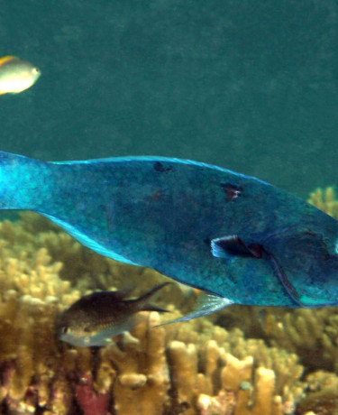 Gomphosus caeruleus mâle