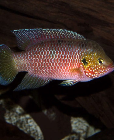 hemichromis_stellifer_male_adulte_maao_photo_ff_.jpg