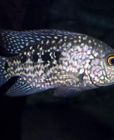 herichthys_carpintis_maao_fevrier_2019_photo_ff_075.jpg