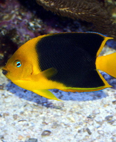 holacanthus_tricolor_maao_fevrier_2019_photo_ff_094.jpg