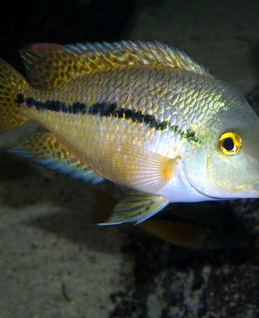 hypsophrys_nicaraguensis_male_maao_janvier_2019_photo_ff_1323_954.jpg
