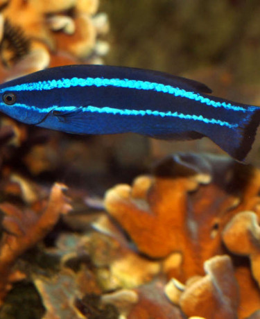larabicus_quadrilineatus_maao_photo_ff_.jpg