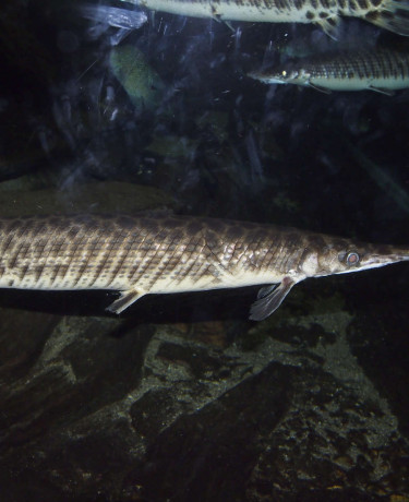lepisosteus_spp_maao_photo_ff_14.jpg