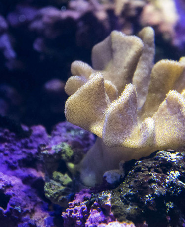 lobophyton_sp.jpg