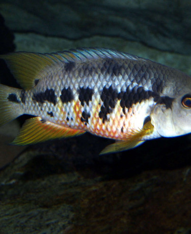 mesoheros_atromaculatus_male_maao_fevrier_2019_photo_ff_050.jpg